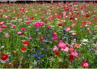 Alan Phillips_Urban Meadow.jpg